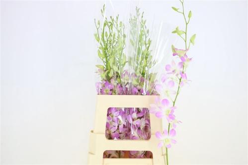 Dendrobium overig