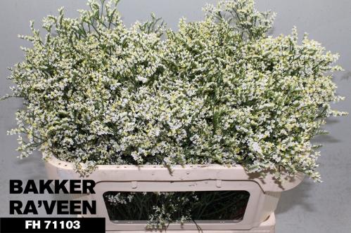 Limonium sinensis Clear Diamond