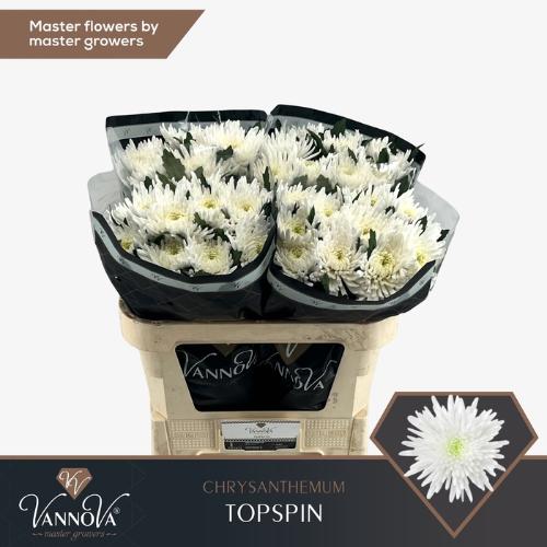 Chrysanthemum (Indicum Grp) geplozen Topspin