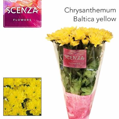 Chrysanthemum Indicum Grp tros kas Baltica Yellow