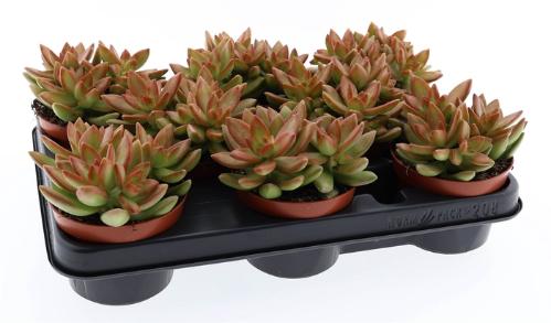 Sedum overig