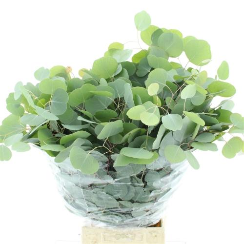 Eucalyptus per bos polyanthemos