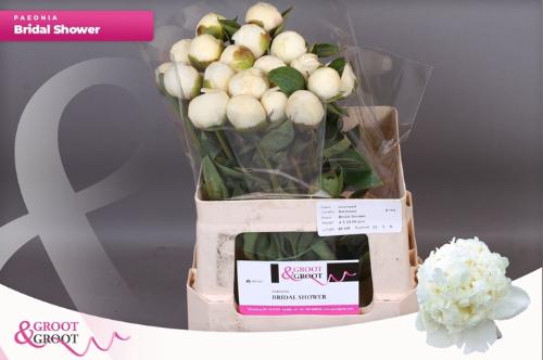 Paeonia Lactiflora Grp 'Bridal Shower'