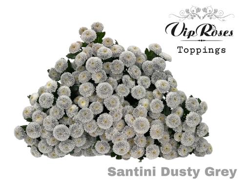 Chrysanthemum Indicum Grp tros santini kleurbehandeld H%