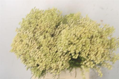 Berzelia lanuginosa