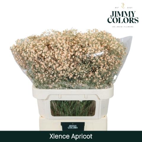 Gypsophila overig kleurbehandeld H%