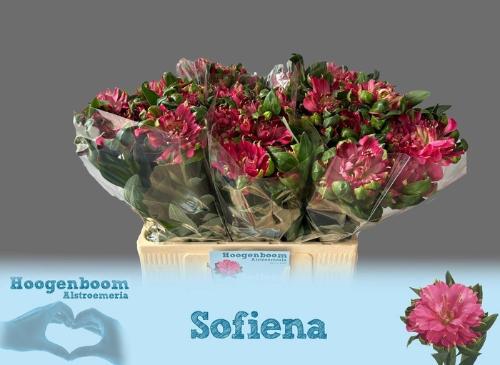 Alstroemeria Sofiena
