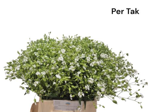 Saponaria overig