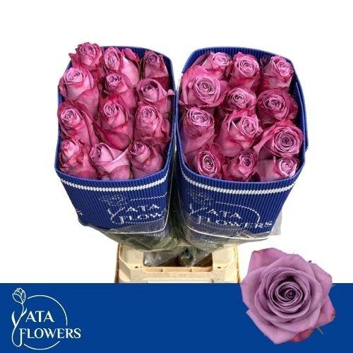 Rosa grootbloemig Moody Blues!