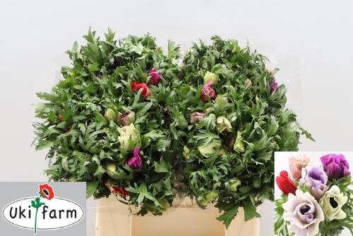 Anemone coronaria 'Galil Pastel'