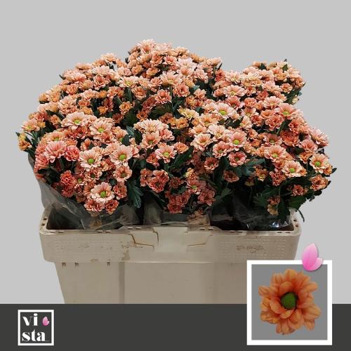 Chrysanthemum (Indicum Grp) tros santini Babette