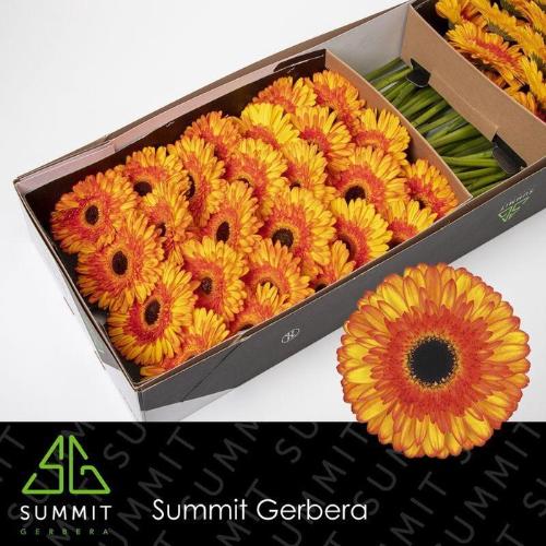 Gerbera grootbloemig Spotlight