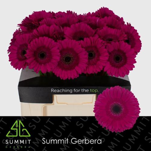Gerbera grootbloemig 'Passoa'
