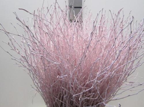 Betula kleurbehandeld H%