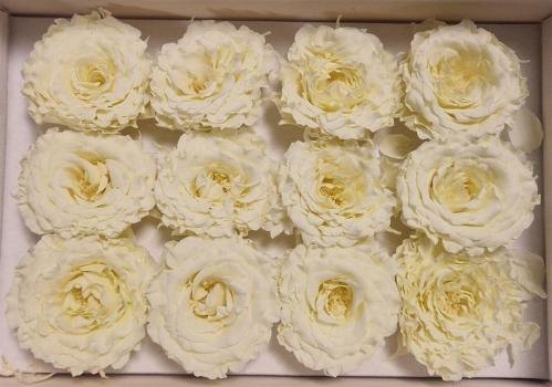 Rosa grootbloemig kleurbehandeld H%