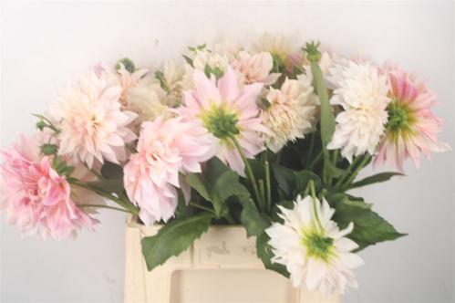 Dahlia Decor Grp 'Café au Lait'