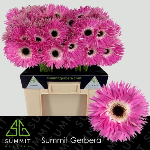 Gerbera grootbloemig spinvormig Stitch+