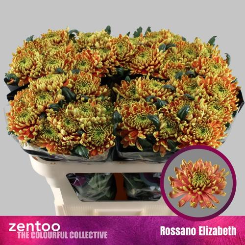 Chrysanthemum (Indicum Grp) geplozen Rossano Elizabeth