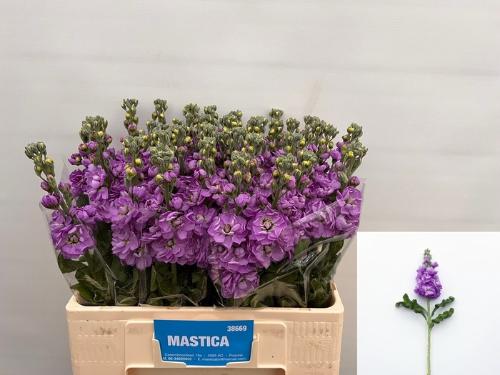 Matthiola incana 'Mathilda Lavender'