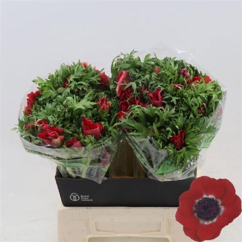 Anemone coronaria 'Galil Rood'
