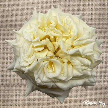 Rosa grootbloemig overig