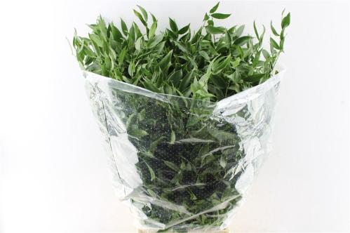 Danae racemosa per bos