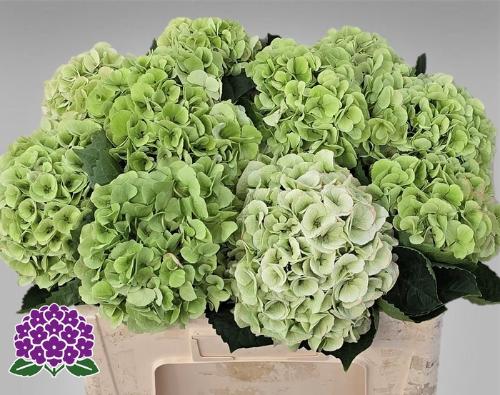Hydrangea macrophylla My Beautiful Matcha (classic)