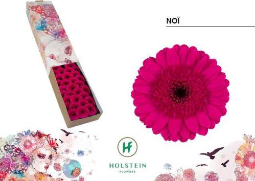 Gerbera mini Noï