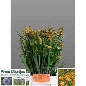 Crocosmia 'George Davison'