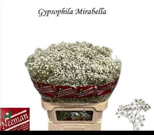 Gypsophila paniculata 'Mirabella'