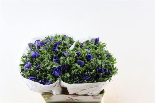 Anemone coronaria 'Marianne Blue'