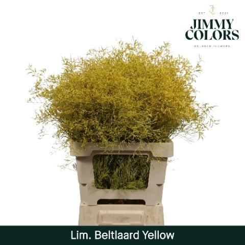 Limonium overig kleurbehandeld H%
