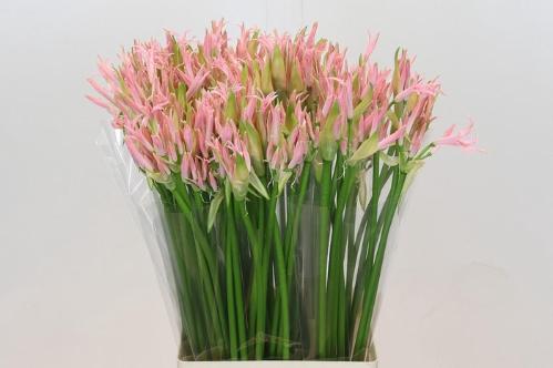 Nerine Bowdenii Grp 'Vesta K'