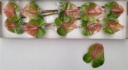 Anthurium Andreanum Grp 'Dani