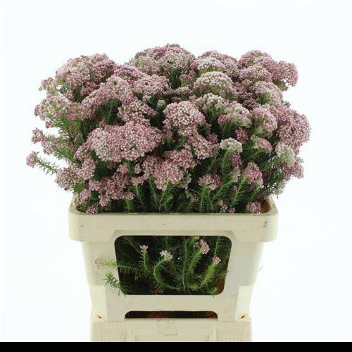 Ozothamnus 'Cooks Tall Pink'