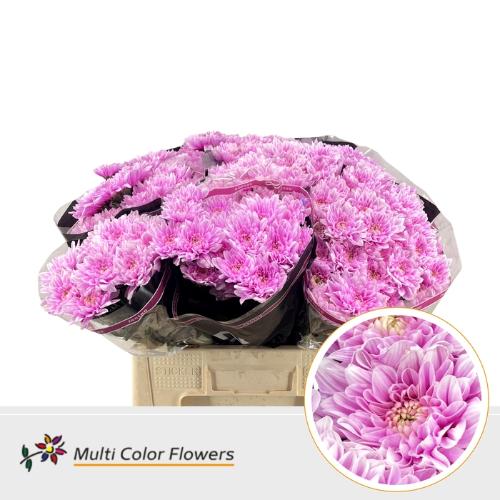 Chrysanthemum Indicum Grp tros kas kleurbehandeld H%