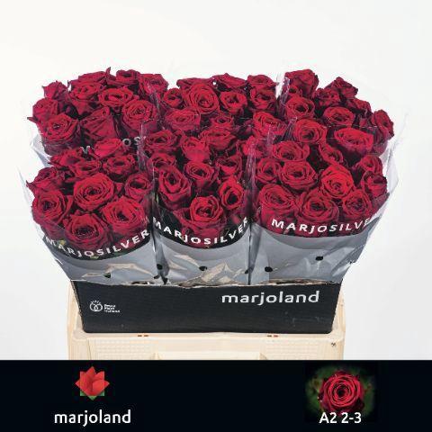 Rosa grootbloemig Red Naomi!