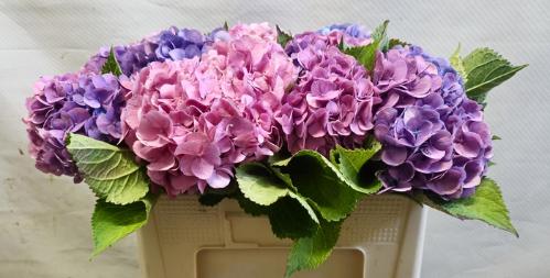 Hydrangea macrophylla 'Bodensee' (roze)