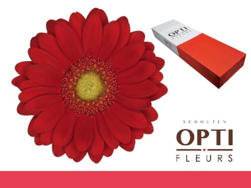 Gerbera mini Lipstick