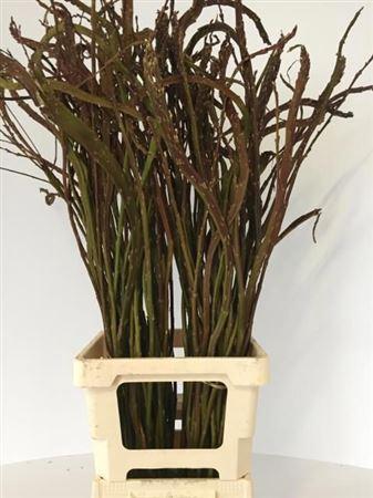 Salix udensis 'Sekka'