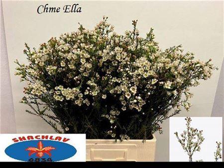 Eucalyptus per bos gemengd