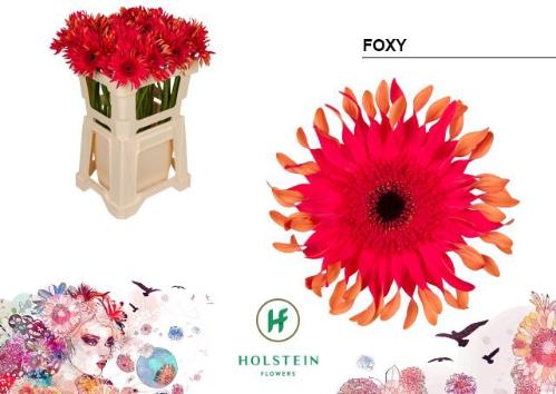 Gerbera grootbloemig krulvormig Big Gerpasta Foxy