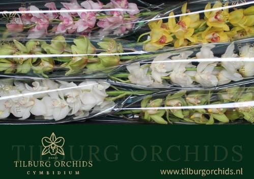 Cymbidium grootbloemig per tak gemengd