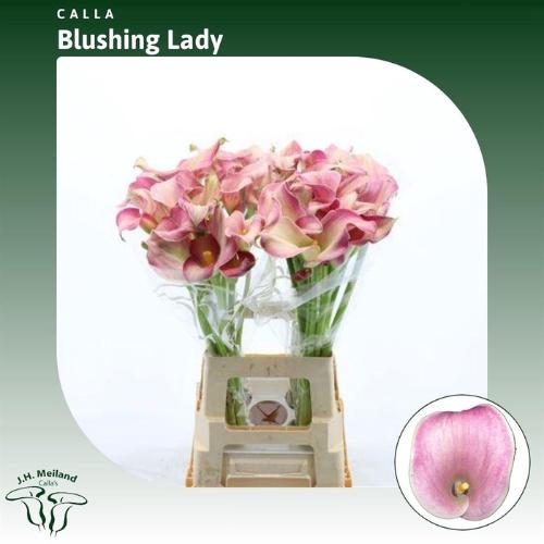 Zantedeschia 'Blushing Lady'