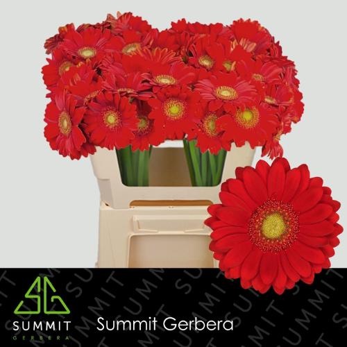 Gerbera mini Lipstick