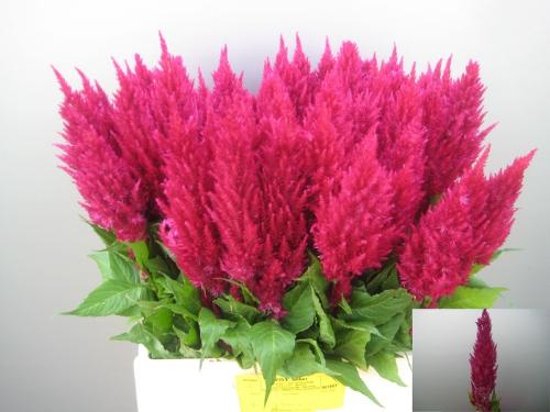 Celosia Plumosa Grp 'Century Purple Rose'