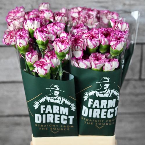 Dianthus standaard 'Kino'
