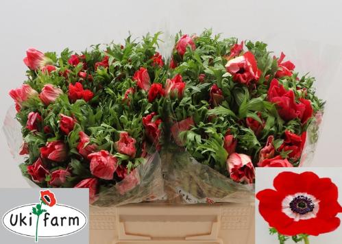 Anemone coronaria 'Galil Rood'