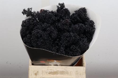 Skimmia per bos overig kleurbehandeld H%