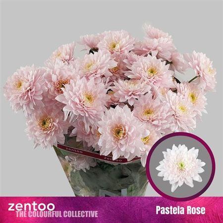 Chrysanthemum (Indicum Grp) tros Pastela Rosé